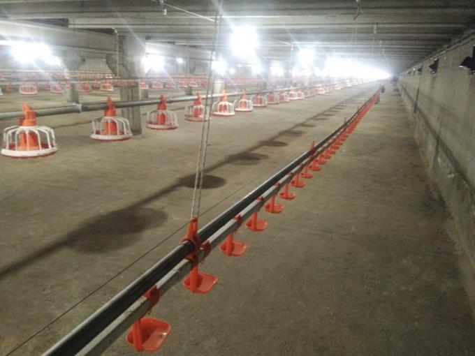อัตโนมัติ brolier feeding system  floor feeding System for broiler ไก่ farm house ground poultry Feed Equipment