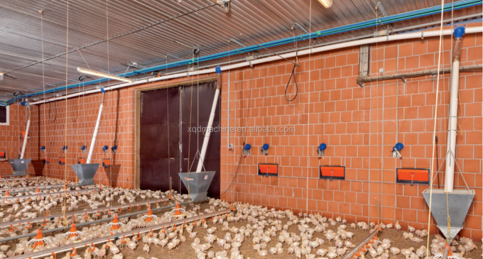 อัตโนมัติ poultry ไก่ farm nipple drinker water system for broilers layers quail hen farming watering raising