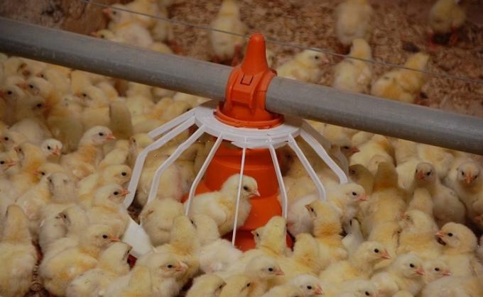 อัตโนมัติ brolier feeding system  floor feeding System for broiler ไก่ farm house ground poultry Feed Equipment