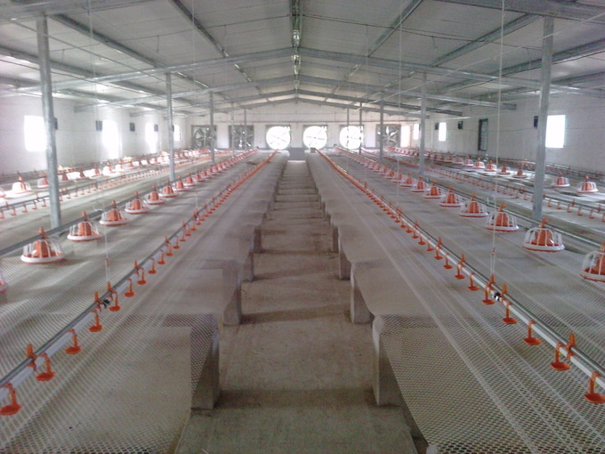 อัตโนมัติ brolier feeding system  floor feeding System for broiler ไก่ farm house ground poultry Feed Equipment