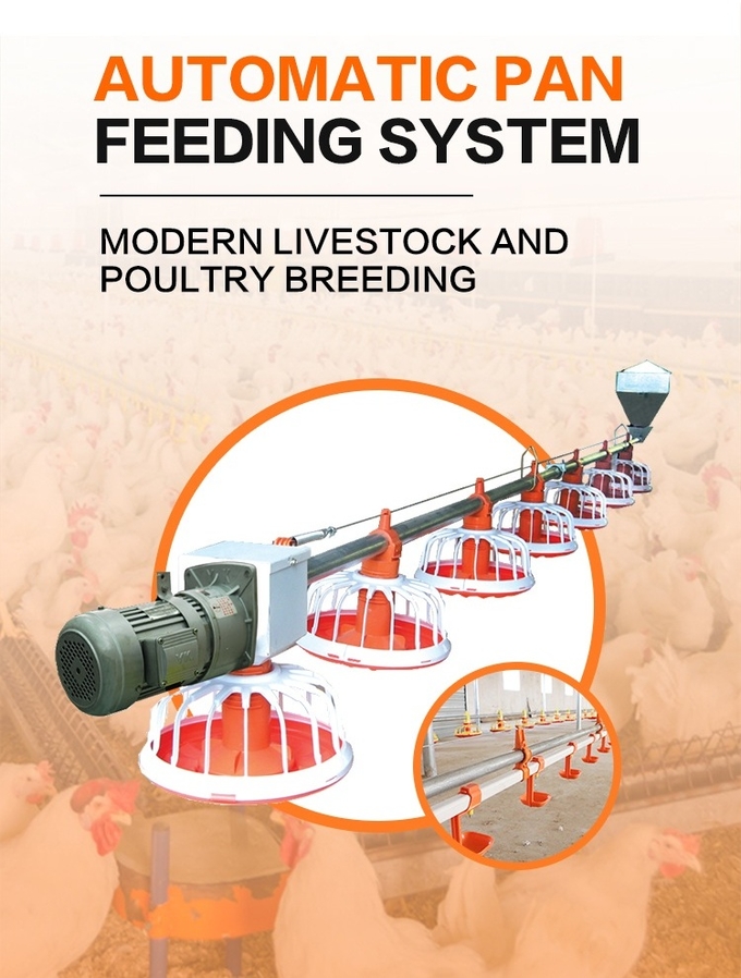 อัตโนมัติ Poultry Equipment Broiler Feeding System ไก่ Farm Equipment 0