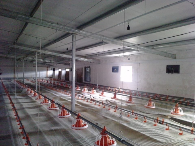 Poultry ไก่ nipple drinking system for broiler farm อัตโนมัติ ระบบรดน้ำ China manufacture price