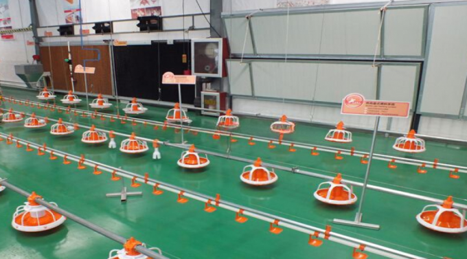 Poultry ไก่ nipple drinking system for broiler farm อัตโนมัติ ระบบรดน้ำ China manufacture price