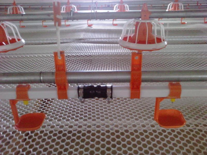 Poultry ไก่ nipple drinking system for broiler farm อัตโนมัติ ระบบรดน้ำ China manufacture price