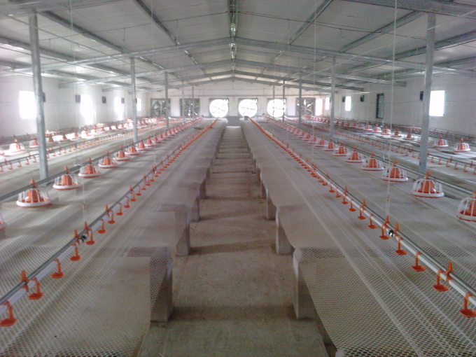 อัตโนมัติ poultry watering water system for ไก่ broilers layers quail farm