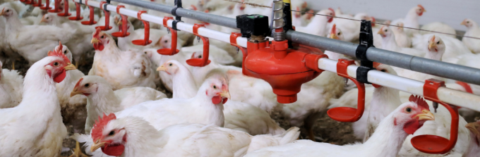อัตโนมัติ poultry ไก่ farm nipple drinker water system for broilers layers quail hen farming watering raising