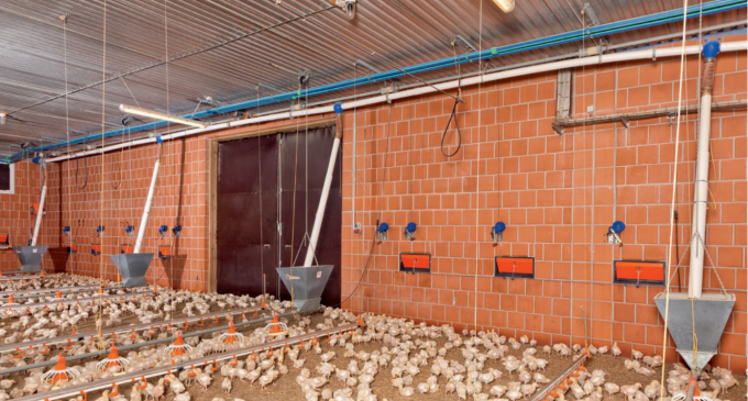 อัตโนมัติ poultry ไก่ farm nipple drinker water system for broilers layers quail hen farming watering raising