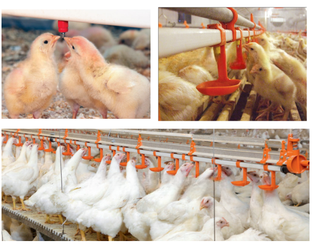 อัตโนมัติ poultry ไก่ water for quail birds farm system China price