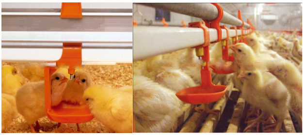With lock locking Square Pipe ไก่ poultry Nipple Drinker water Hanging Suspension Drip cups