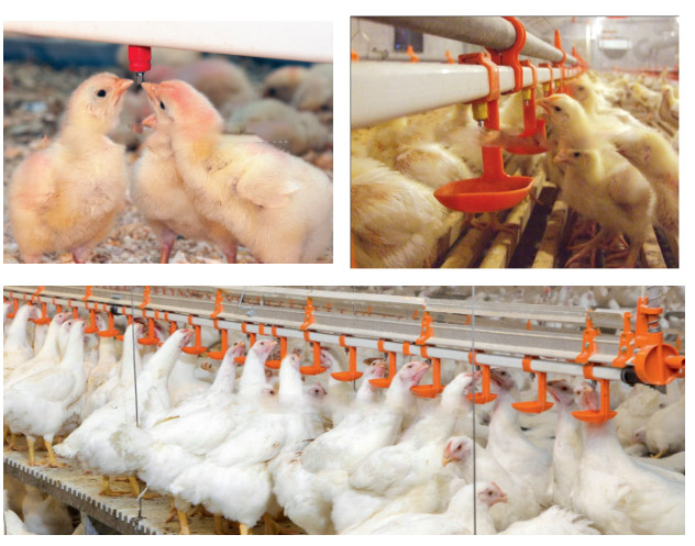 ไก่ nipple drinker for poultry  layers breeders  farm water corti many types
