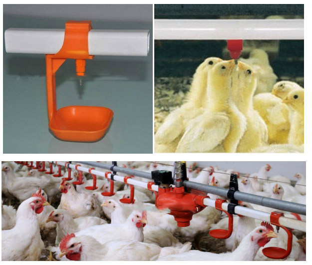 ไก่ Quail broiler Nipple Drinkers with Cups for poultry ระบบรดน้ำ